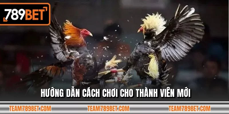 Hướng dẫn cách chơi cho thành viên mới Hướng dẫn cách chơi cho thành viên mới