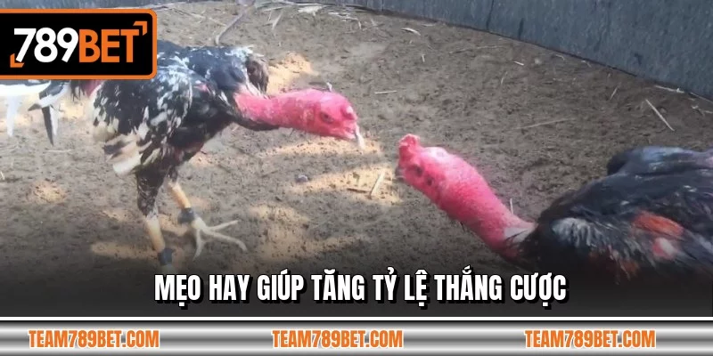 Mẹo hay giúp tăng tỷ lệ thắng cược Mẹo hay giúp tăng tỷ lệ thắng cược