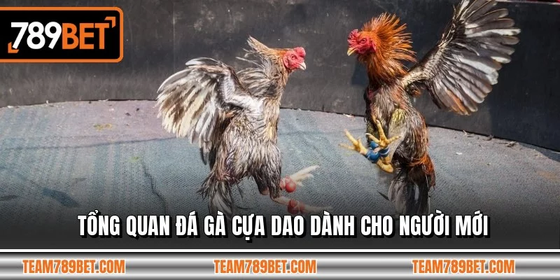 Tổng quan đá gà cựa dao dành cho người mới Tổng quan đá gà cựa dao dành cho người mới